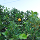 A real orange - on a tree!